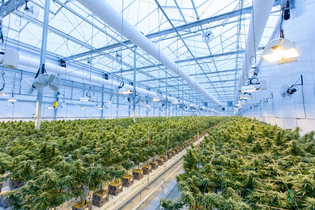 Cannabis nursery filled with weed plants