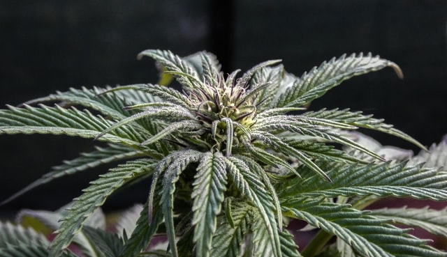 indica-cannabis-plant