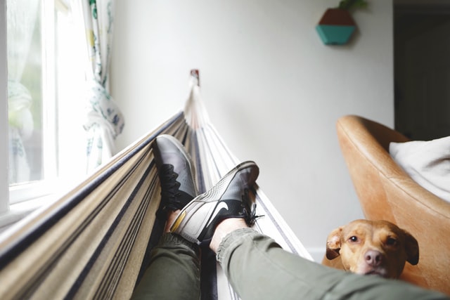 person-in-hammock-with-dog-at-their-side