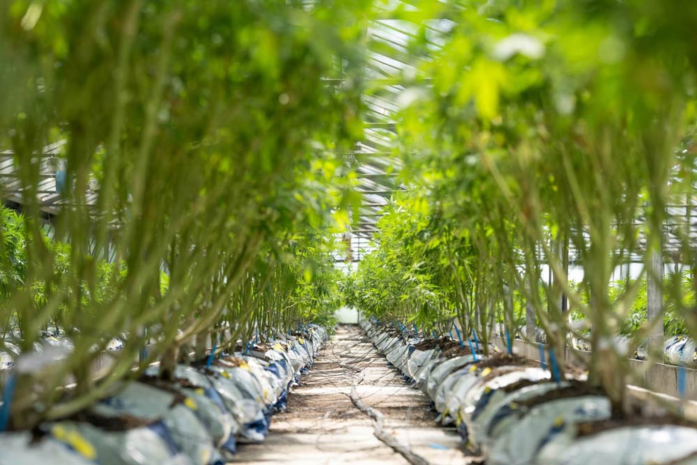 Greenhouse filled with growing cannabis plants