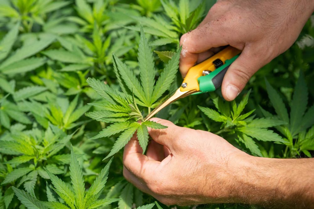 Man trimming a sativa cannabis plant