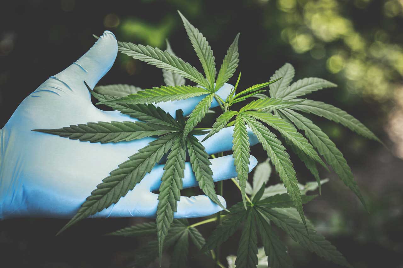 A hand with a blue medical glove is cradling a marijuana plant