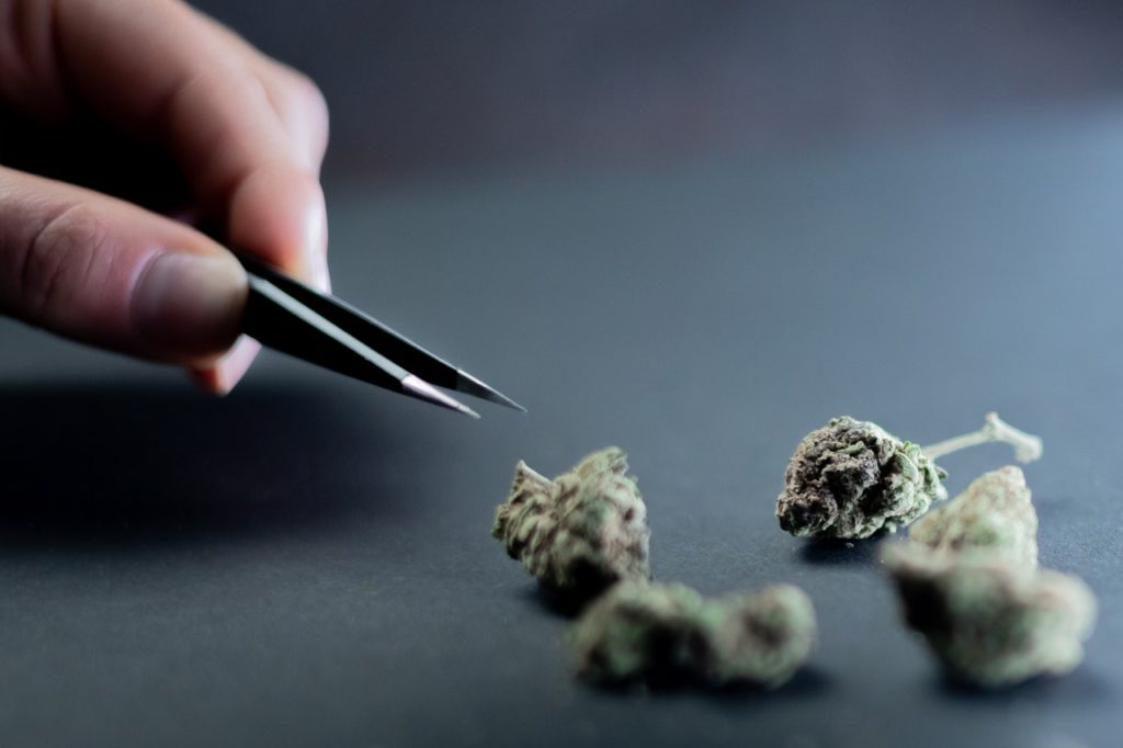 A close up of marijuana flowers and a hand with tweezers