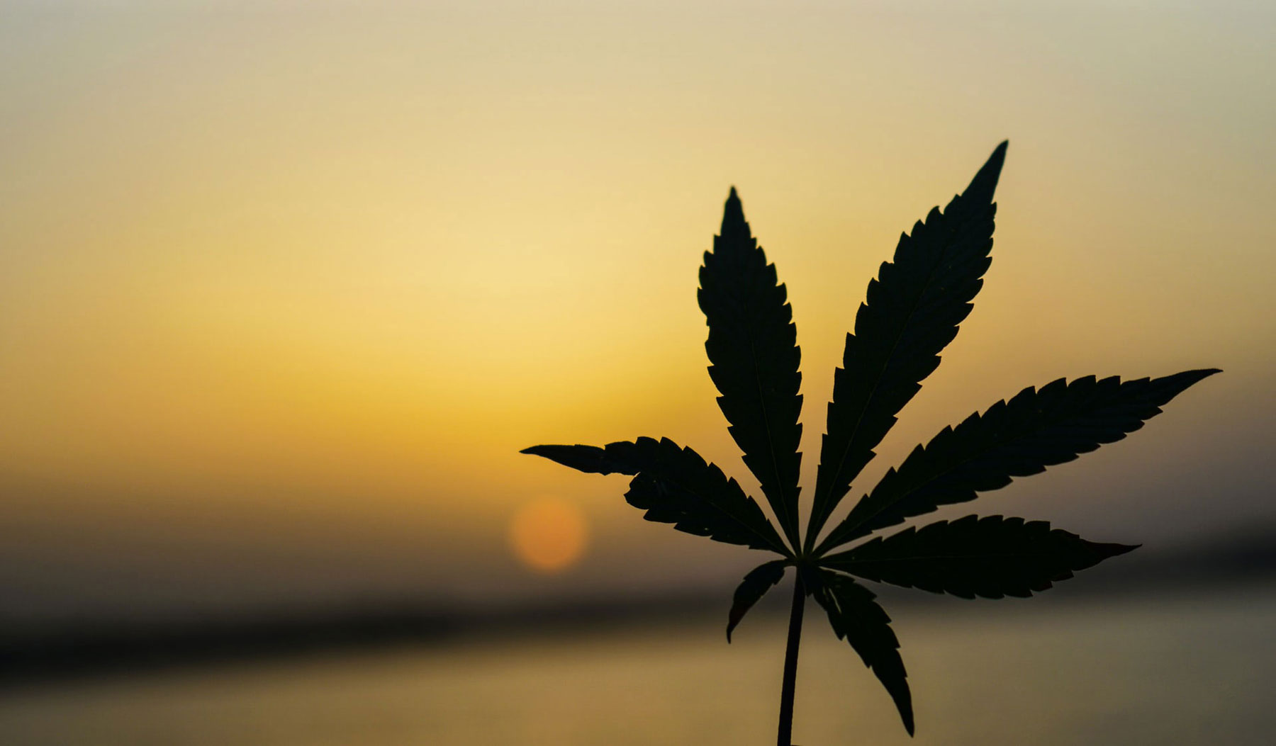 Silhouette of a cannabis leaf at sunset in California