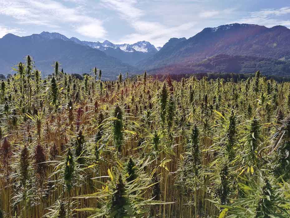 Field of browning cannabis.