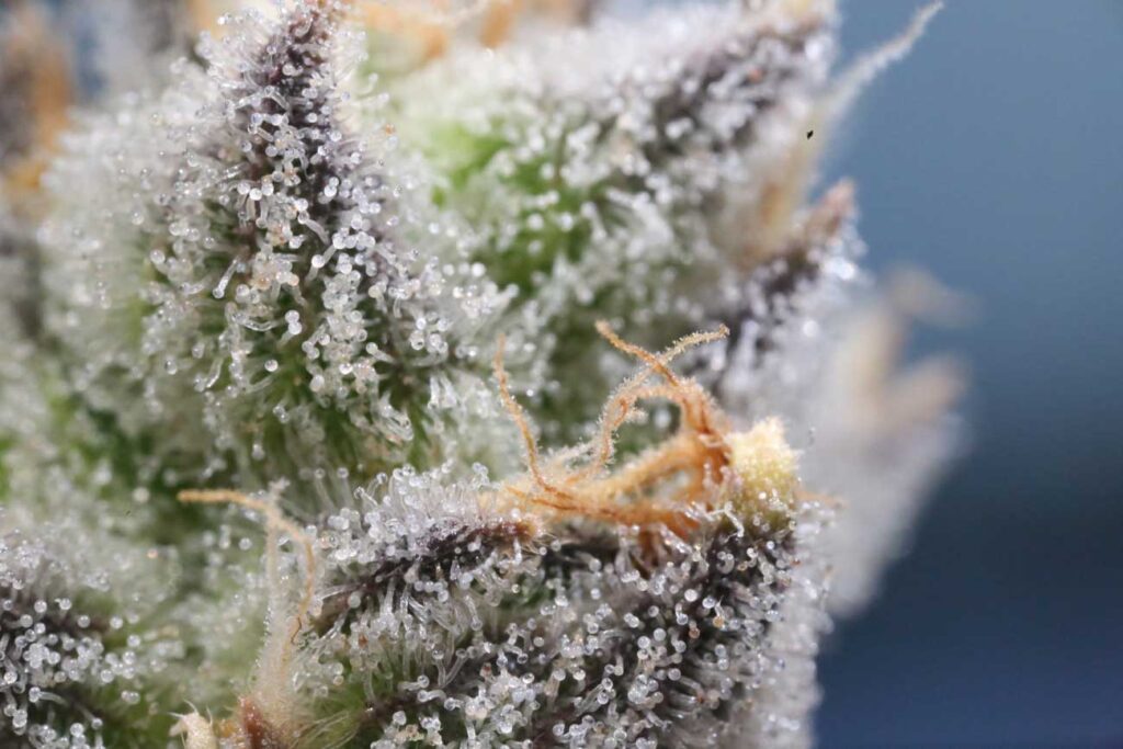 Closeup of flower showing white trichomes.