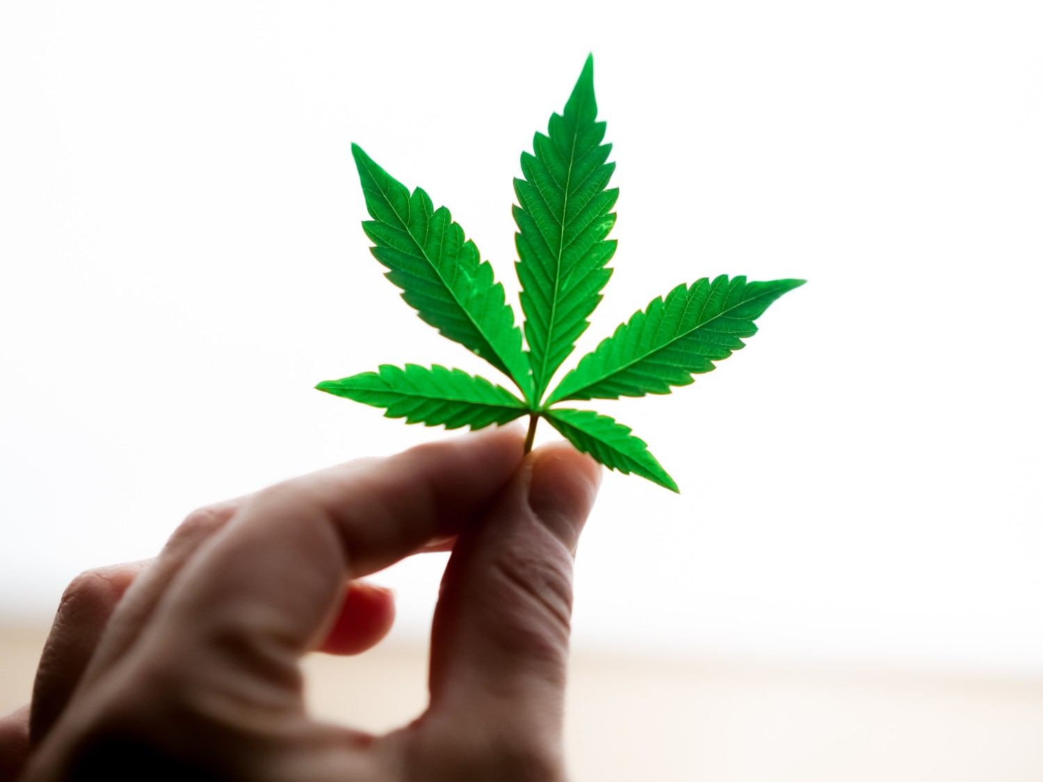A person holding a cannabis leaf