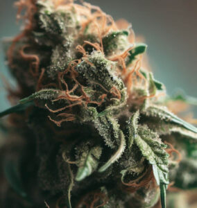 cannabis hybrid flower