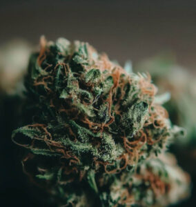 dried cannabis nug